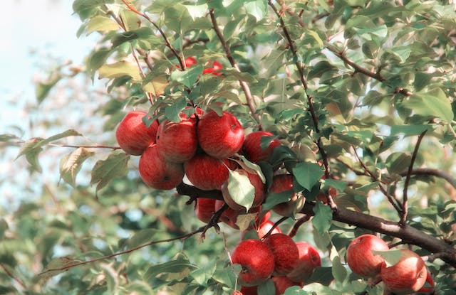 Beneficiile consumului de fructe întregi: Un ghid informativ