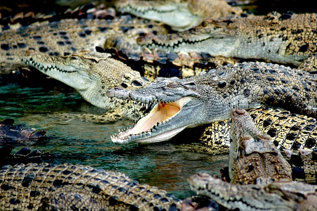 Crocodil sau aligator